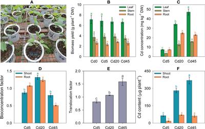 Rhizospheric microbiomics integrated with plant transcriptomics provides insight into the Cd response mechanisms of the newly identified Cd accumulator Dahlia pinnata